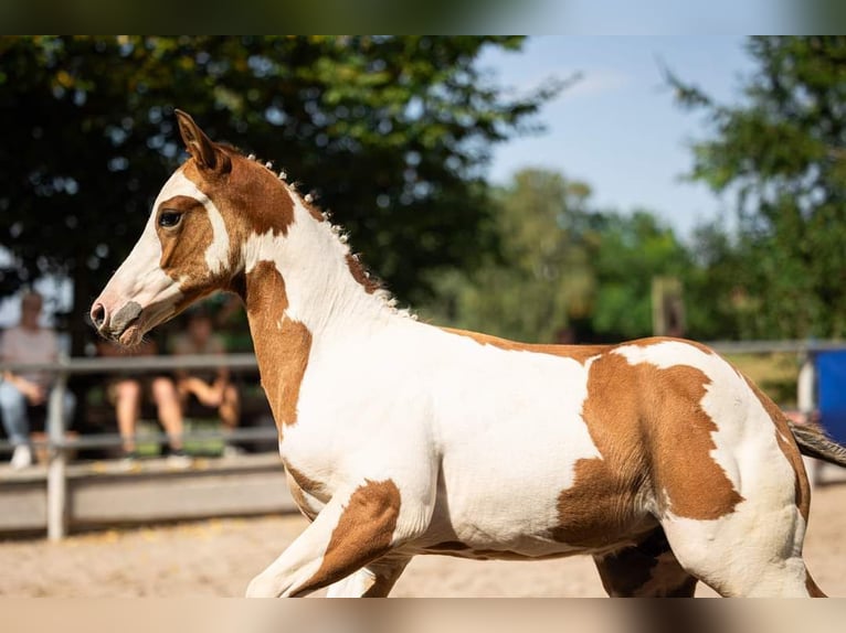 Quarter-ponny Hingst Föl (06/2024) 154 cm Overo-skäck-alla-färger in Vlotho