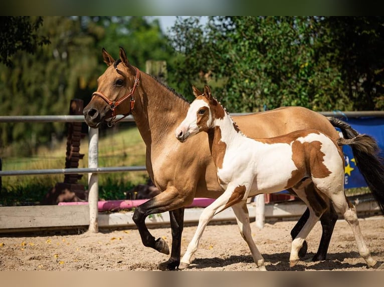 Quarter-ponny Hingst Föl (06/2024) 154 cm Overo-skäck-alla-färger in Vlotho