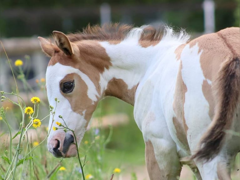 Quarter-ponny Hingst Föl (06/2024) 154 cm Overo-skäck-alla-färger in Vlotho