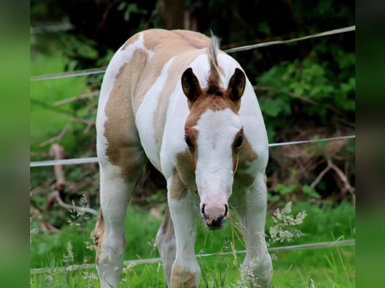 Quarter-ponny Hingst Föl (06/2024) 154 cm Overo-skäck-alla-färger in Vlotho