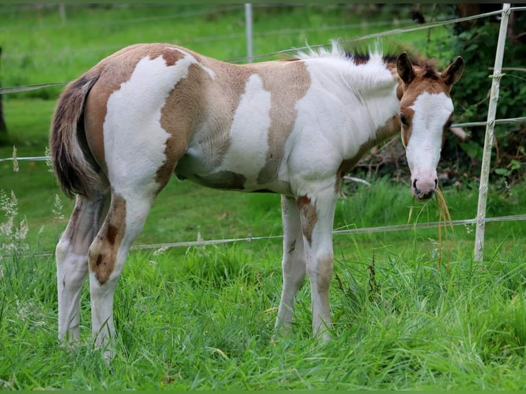 Quarter-ponny Hingst Föl (06/2024) 154 cm Overo-skäck-alla-färger in Vlotho