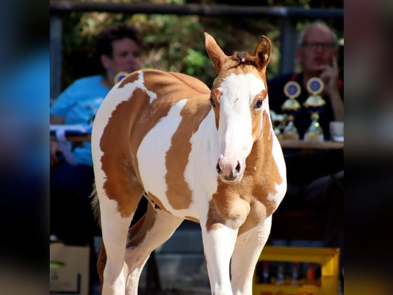 Quarter-ponny Hingst Föl (06/2024) 154 cm Overo-skäck-alla-färger in Vlotho