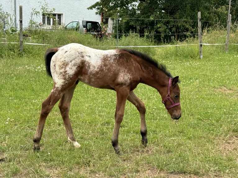 Quarter-ponny Hingst Föl (05/2024) Brun in Lichtenau