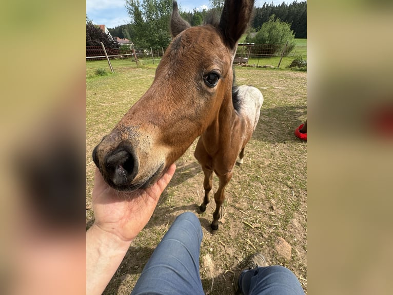 Quarter-ponny Hingst Föl (05/2024) Brun in Lichtenau