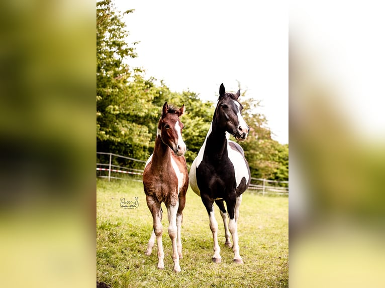 Quarter-ponny Hingst Föl (03/2024) Pinto in Lohra