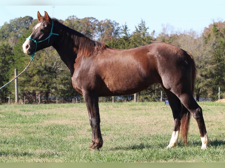 Quarter-ponny Sto 10 år 142 cm fux in Donalds SC