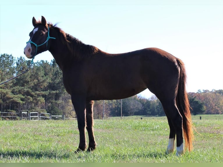 Quarter-ponny Sto 10 år 142 cm fux in Donalds SC
