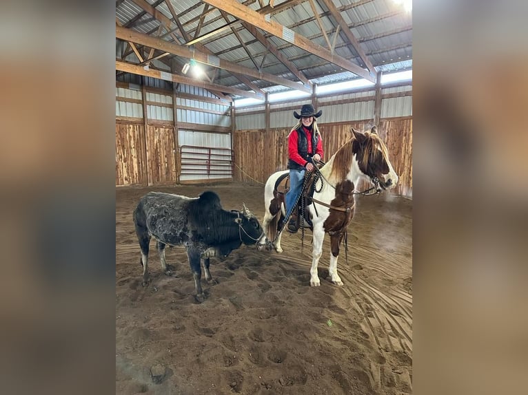Quarter-ponny Sto 11 år Fux in Brandon, SD