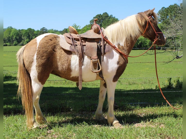 Quarter-ponny Sto 12 år 130 cm Black in Rusk, TX
