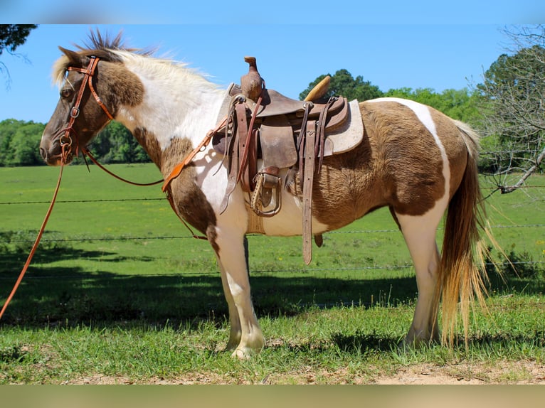Quarter-ponny Sto 12 år 130 cm Black in Rusk, TX