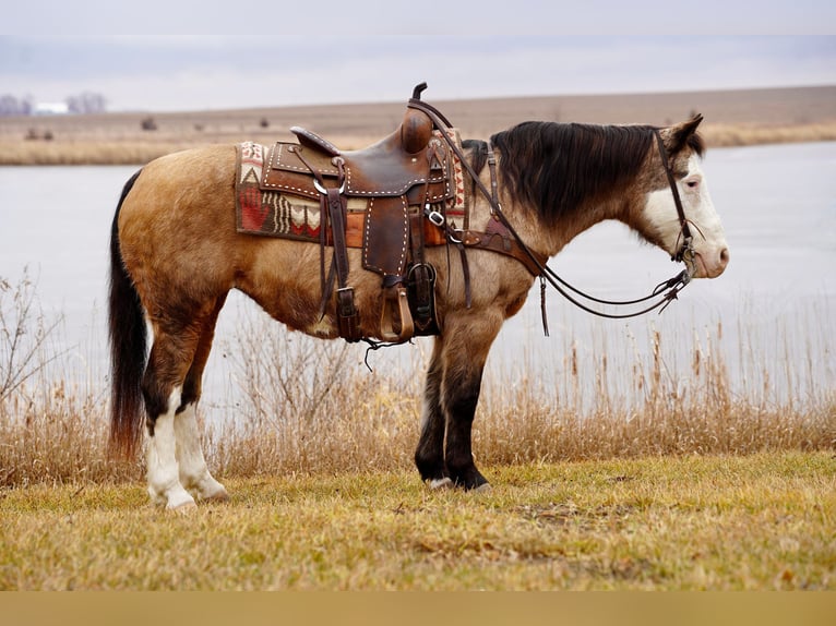 Quarter-ponny Sto 13 år 137 cm Gulbrun in Valley Springs, SD