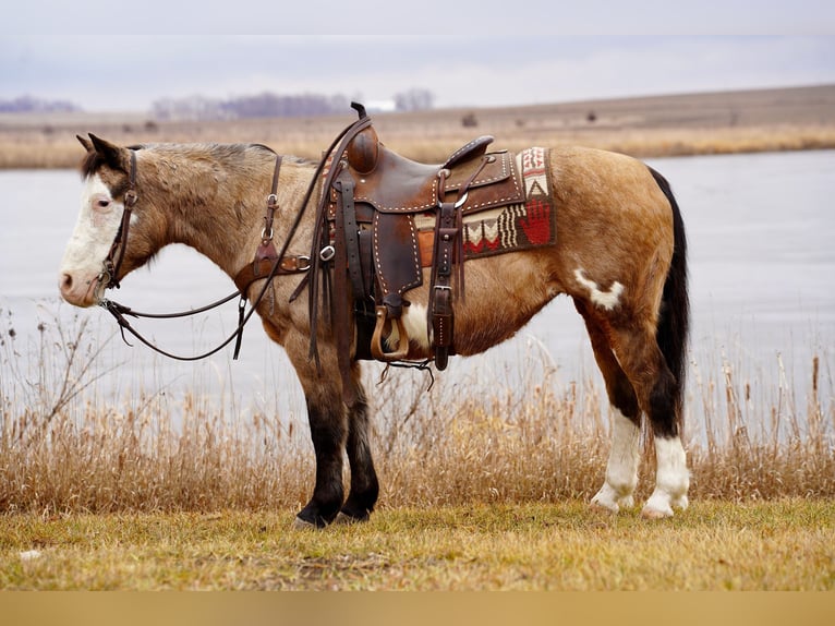 Quarter-ponny Sto 13 år 137 cm Gulbrun in Valley Springs, SD