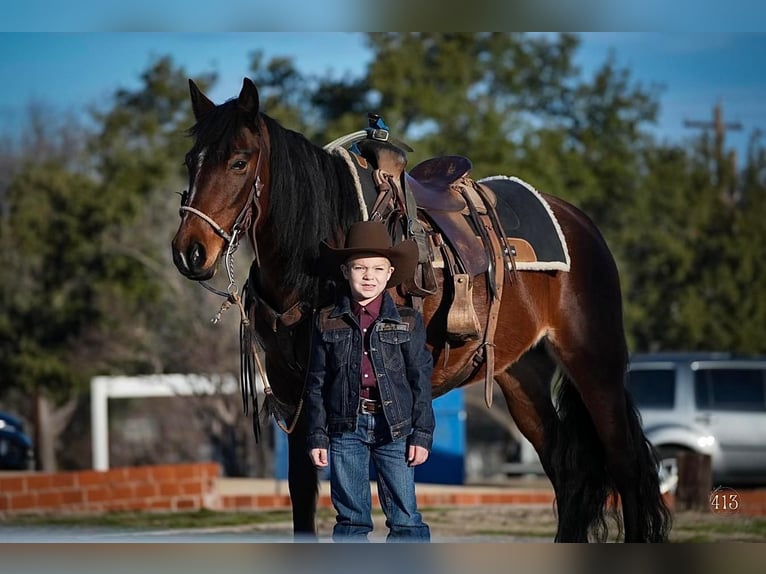 Quarter-ponny Sto 13 år 142 cm Brun in Weatherford, TX