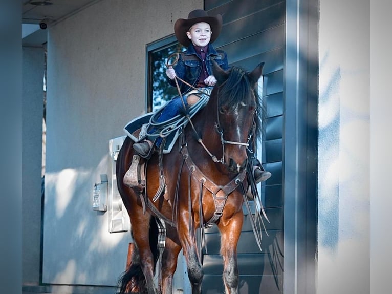 Quarter-ponny Sto 13 år 142 cm Brun in Weatherford, TX
