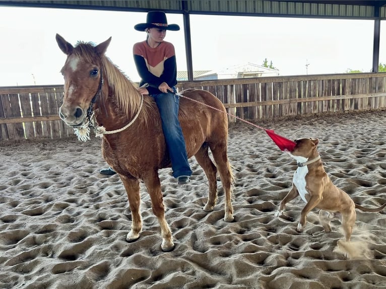 Quarter-ponny Blandning Sto 13 år Fux in Ravenna, TX
