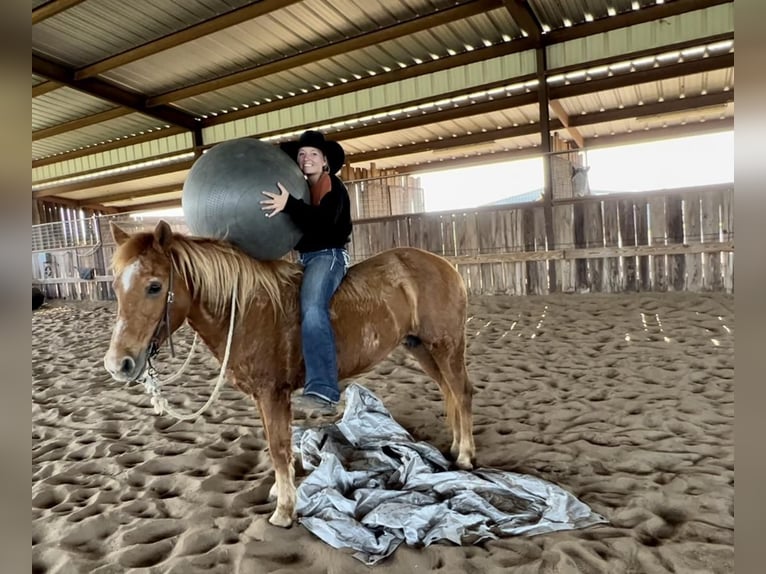 Quarter-ponny Blandning Sto 13 år Fux in Ravenna, TX