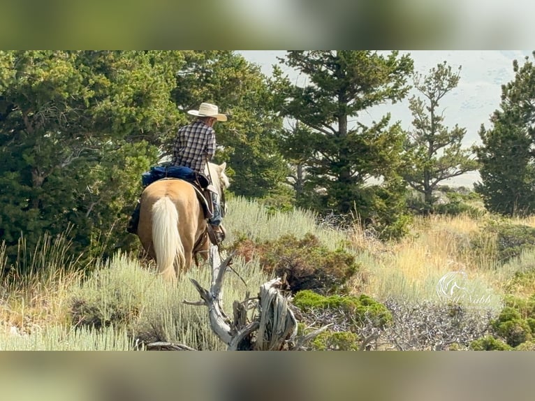 Quarter-ponny Sto 14 år 127 cm Palomino in Cody