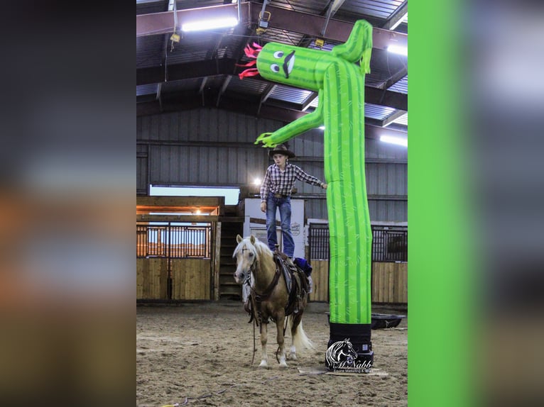 Quarter-ponny Sto 14 år 127 cm Palomino in Cody