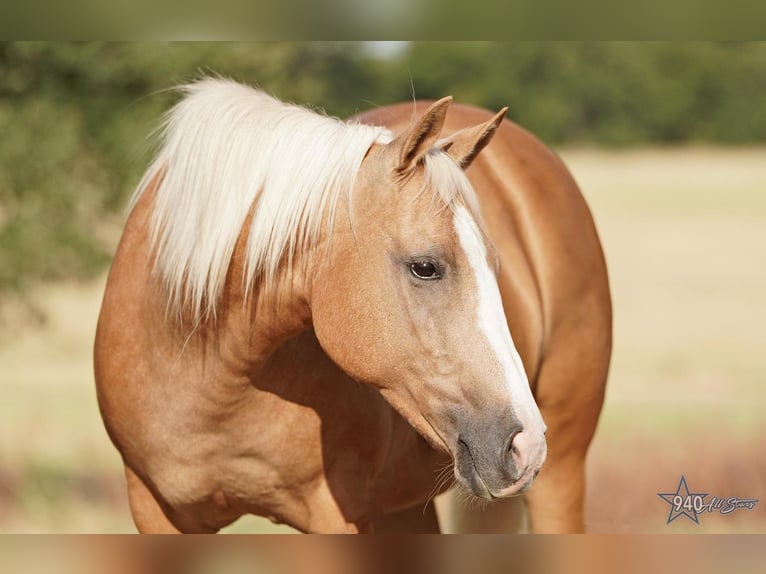 Quarter-ponny Sto 14 år 132 cm Palomino in Addison, TX