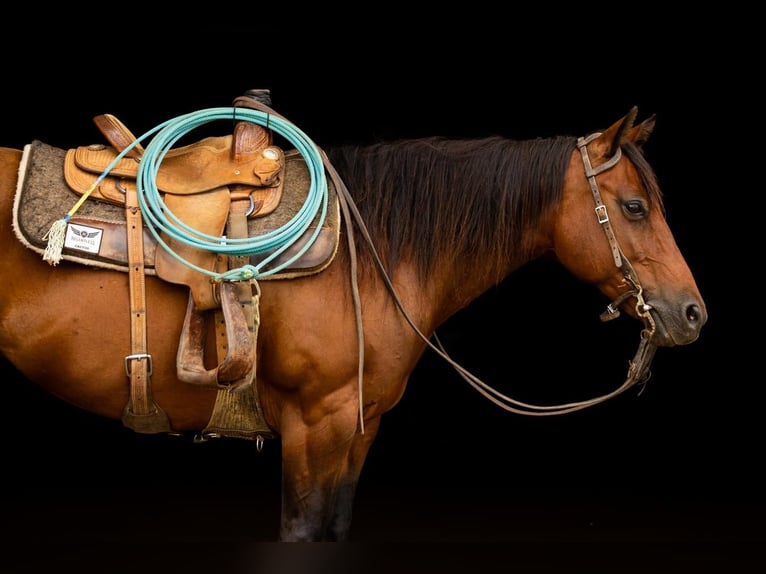 Quarter-ponny Sto 14 år 137 cm Brun in Decorah, IA