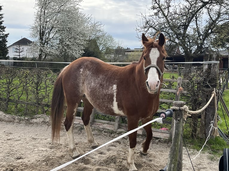 Quarter-ponny Blandning Sto 15 år 148 cm Pinto in Erkelenz