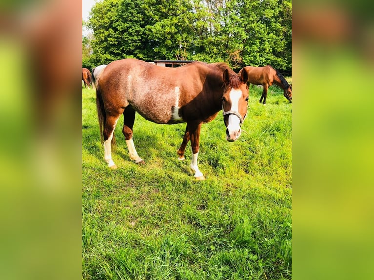 Quarter-ponny Blandning Sto 15 år 148 cm Pinto in Erkelenz