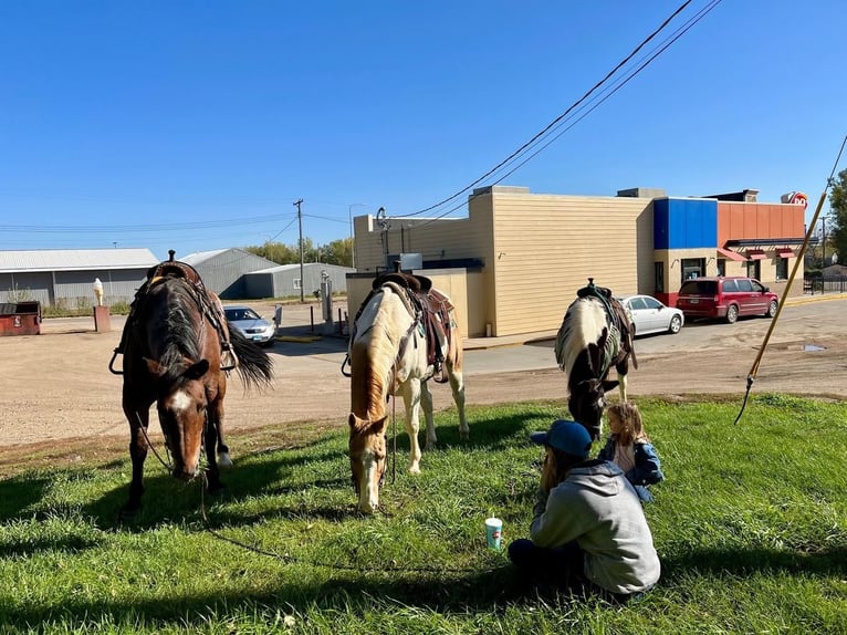Quarter-ponny Blandning Sto 16 år 140 cm in Valley Springs, SD
