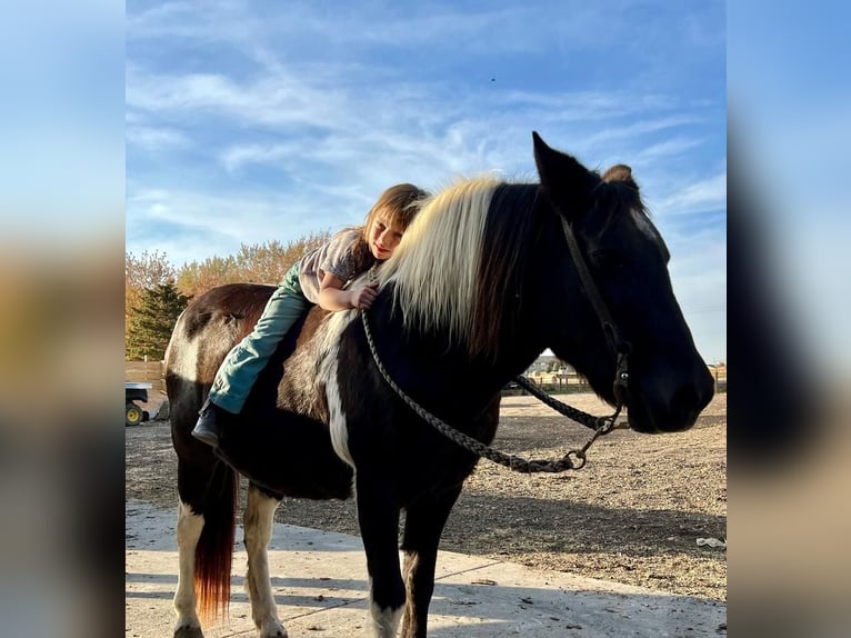 Quarter-ponny Blandning Sto 16 år 140 cm in Valley Springs, SD
