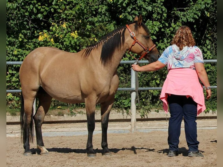 Quarter-ponny Sto 1 år 157 cm Konstantskimmel in Vlotho
