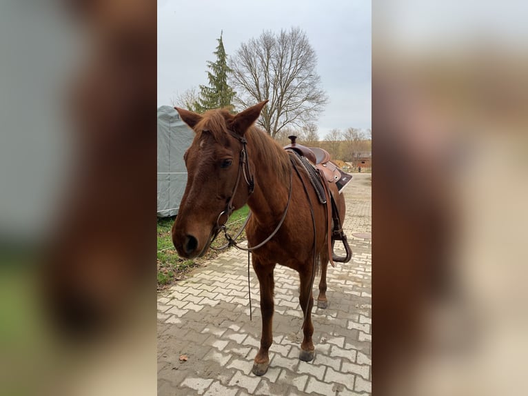 Quarter-ponny Sto 21 år 155 cm fux in Bietigheim-Bissingen