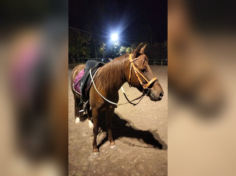 Quarter-ponny Sto 4 år 140 cm fux in Ferrara