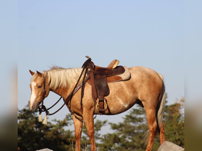 Quarter-ponny Sto 4 år 140 cm Palomino in Rebersburg