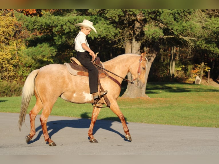 Quarter-ponny Sto 4 år 140 cm Palomino in Rebersburg