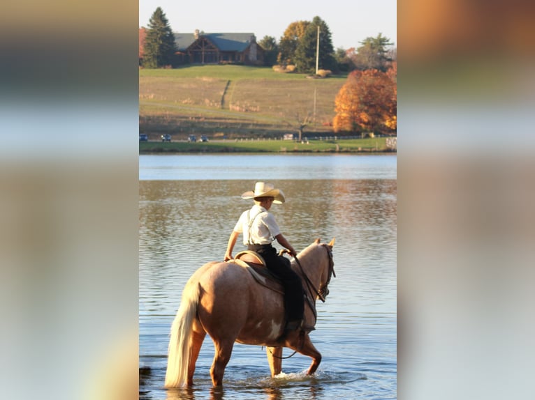 Quarter-ponny Sto 4 år 140 cm Palomino in Rebersburg