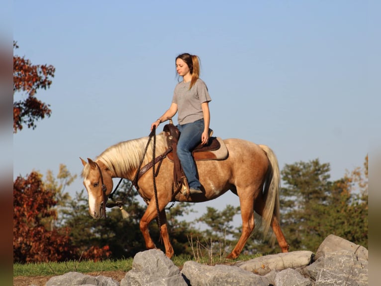 Quarter-ponny Sto 4 år 140 cm Palomino in Rebersburg