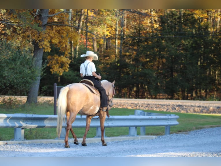 Quarter-ponny Sto 4 år 140 cm Palomino in Rebersburg