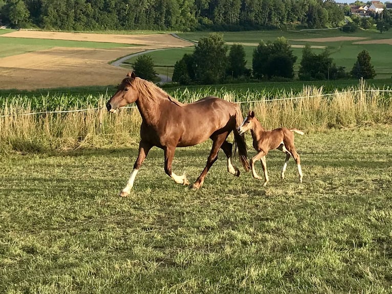 Quarter-ponny Sto 4 år 153 cm fux in EigeltingenEigeltiu