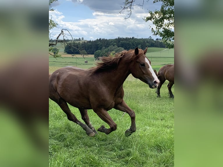 Quarter-ponny Sto 4 år 153 cm fux in EigeltingenEigeltiu