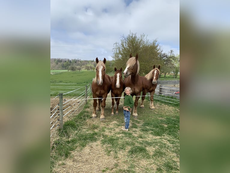 Quarter-ponny Sto 4 år 153 cm fux in EigeltingenEigeltiu