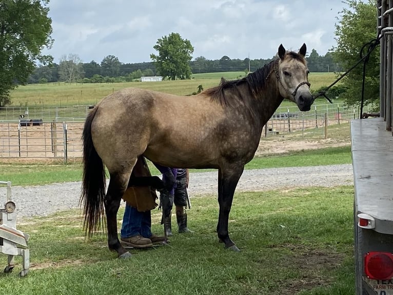 Quarter-ponny Sto 5 år Gulbrun in Carthage, TX