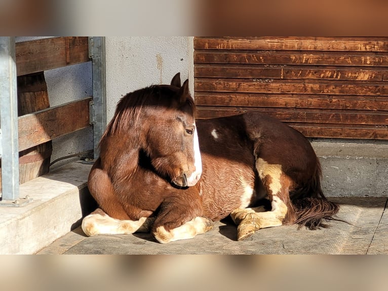 Quarter-ponny Blandning Sto 7 år 149 cm Pinto in Brixen/Südtirol