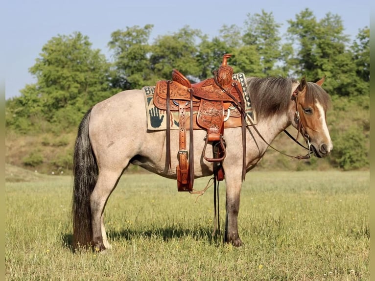 Quarter-ponny Sto 7 år Rödskimmel in Beaver Springs, PA