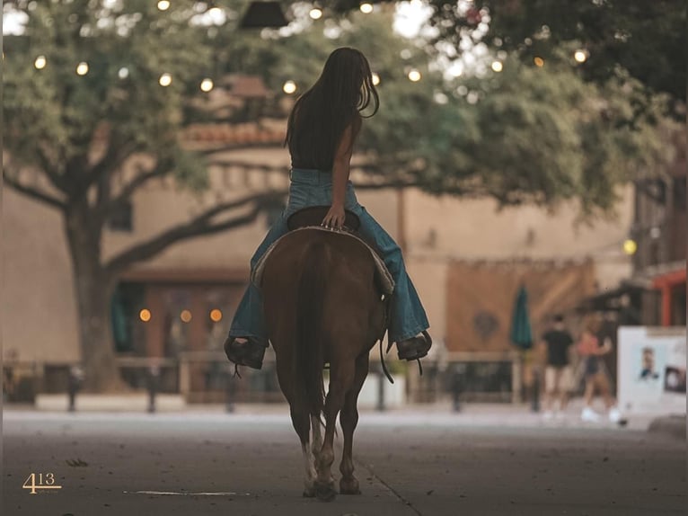 Quarter-ponny Sto 8 år 127 cm Fux in Tolar, TX