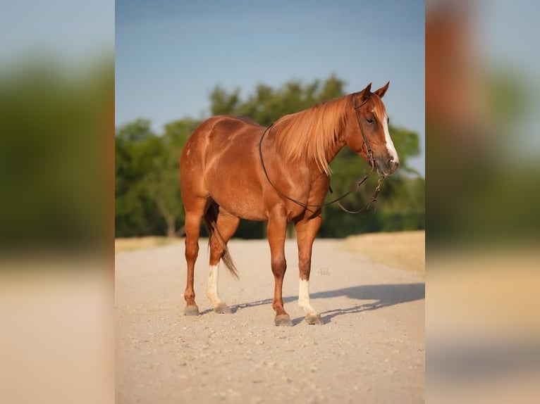 Quarter-ponny Sto 8 år 127 cm Fux in Tolar, TX