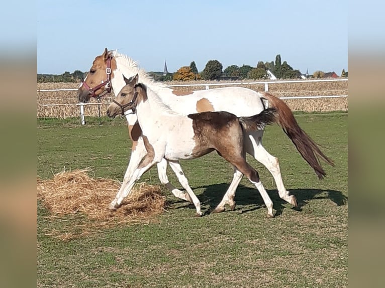 Quarter-ponny Sto 8 år 140 cm Tobiano-skäck-alla-färger in Alpen