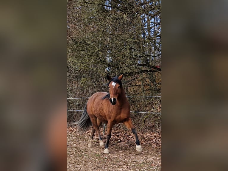 Quarter-ponny Sto 8 år 153 cm Brun in Pommelsbrunn