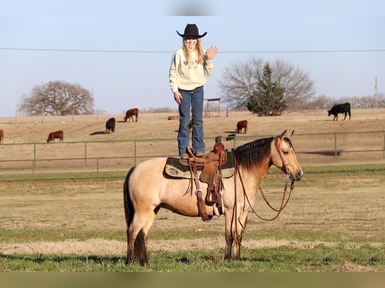 Quarter-ponny Sto 8 år Gulbrun in Joshua, TX