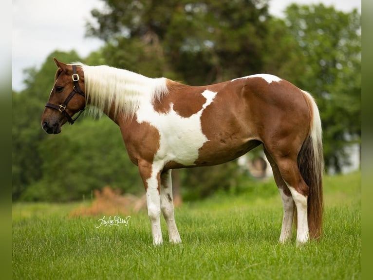 Quarter-ponny Sto 8 år in Princeton, KY