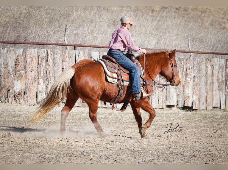 Quarter-ponny Sto 9 år 137 cm Fux in Thedford
