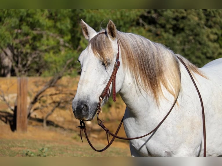 Quarter-ponny Valack 10 år 142 cm Grå in Joshua, TX